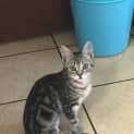Photo of Catniss