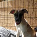 Photo of Bandit