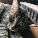 Photo of Scarlet