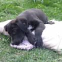 Photo of Ryker