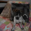 Photo of Sadie
