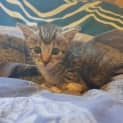 Photo of Loki