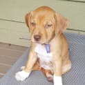 Photo of Ginger **Adoption Pending**