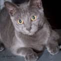 Photo of Diago