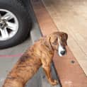 Photo of Lilly ** Affectionate Sweet Girl**