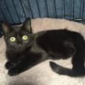 Photo of Mink Meet Me @ Vets On Parker, Templestowe