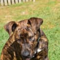 Photo of Buddy