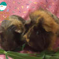 Photo of Una And Ara