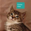 Photo of Pumba