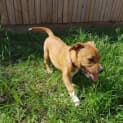 Photo of Ginger