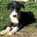 Photo of Coby