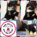 Photo of Linc