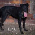Photo of Luna