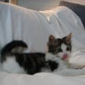 Photo of Chunk