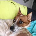 Photo of Bonnie ~ 1 Year Old Cattle Dog X (Pend. Adoption)