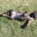 Photo of Puppy Mouse Dl2134