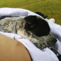 Photo of Chloe ~ Cattle X Puppy (On Trial 21/5/19)