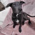 Photo of Cleo