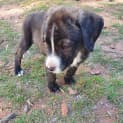 Photo of Taz
