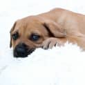 Photo of Puppy Linus Dl2128