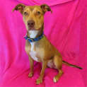 Photo of Sadie