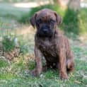 Photo of Puppy Sylvester Dl2126
