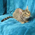 Photo of Hector