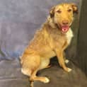 Photo of Tulip
