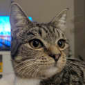 Photo of Jinni Meet Me In Cat Lounge/Neko Hq In Preston