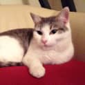 Photo of Pebbles Meet Me Saturday @Best Friends, Preston