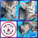 Photo of Tenshi