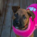 Photo of Lainey ~ Staffy X Puppy (On Trial 24/6/19)
