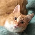 Photo of Tigger... Orange Is The New Black!