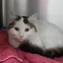 Photo of Peaches Located In Reservoir