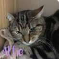 Photo of Alfie    Meet Me In Cat Lounge/Neko Hq Preston