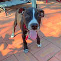 Photo of Diesel