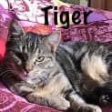 Photo of Molly And Tigerlilly