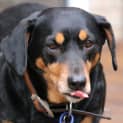 Photo of Princess ~ Dachshund X (On Trial 13/7/19)