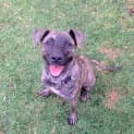 Photo of Indi