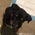 Photo of Silky