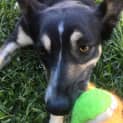 Photo of Taffy