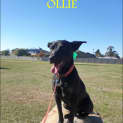 Photo of Ollie