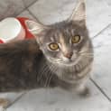 Photo of Celeste Meet Me In Cat Lounge/Neko Hq Preston