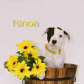 Photo of Rinoa