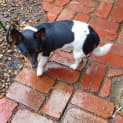 Photo of Basil