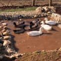 Photo of Ducks For Adoption,
