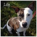 Photo of Lilly