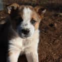 Photo of Flake