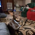 Photo of Buddy 