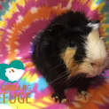 Photo of Fozzle